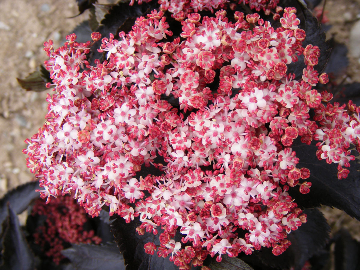 Sambucus Black Tower Monrovia.jpg